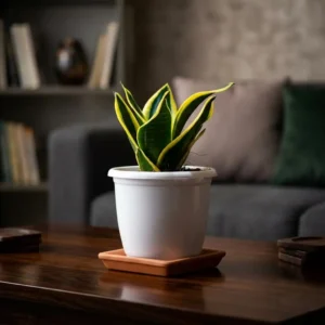 birds-nest-snake-plant-sansevieria-hahnii