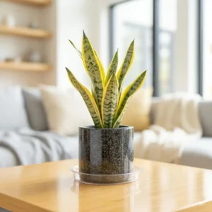 Golden Bird's Nest (Sansevieria 'Golden Hahnii')