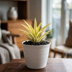 Kenya Hyacinth (Sansevieria parva)