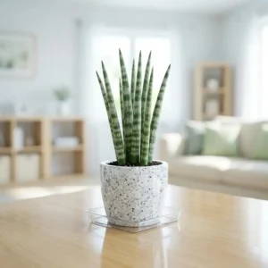 Sansevieria Cylindrica (Cylindrical Snake Plant)