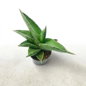 Sansevieria Ehrenbergii 'Samurai Dwarf'