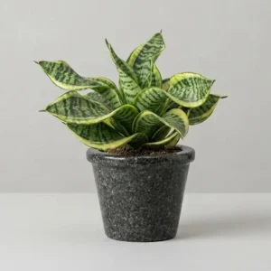 Sansevieria trifasciata 'Twisted Sister'
