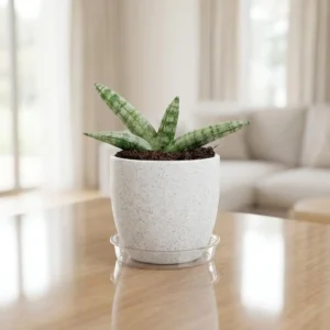 Starfish Snake Plant (Sansevieria 'Boncel')