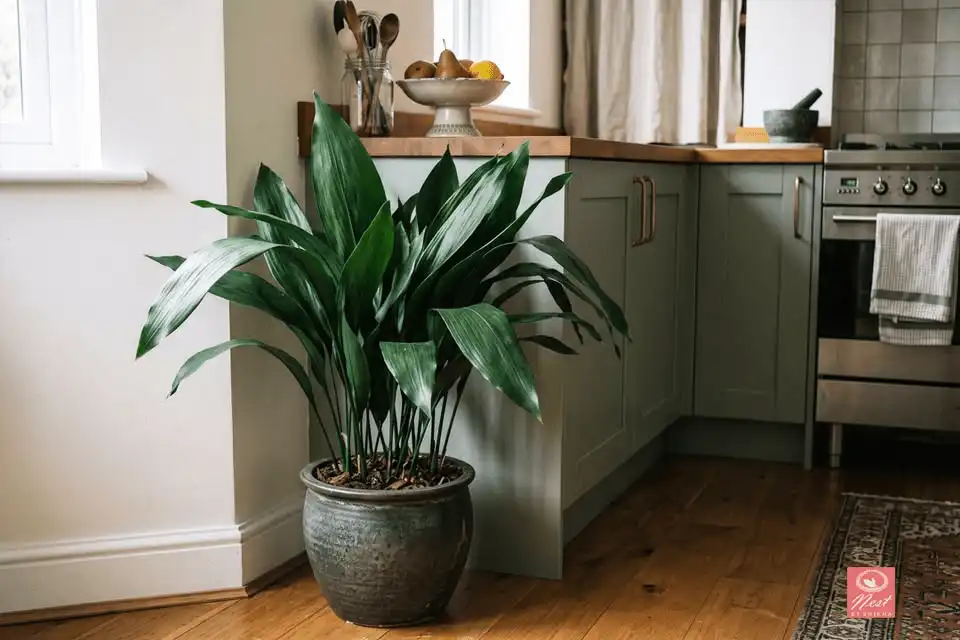 Cast-Iron Plant with broad green leaves placed in a shaded corner of a kitchen
