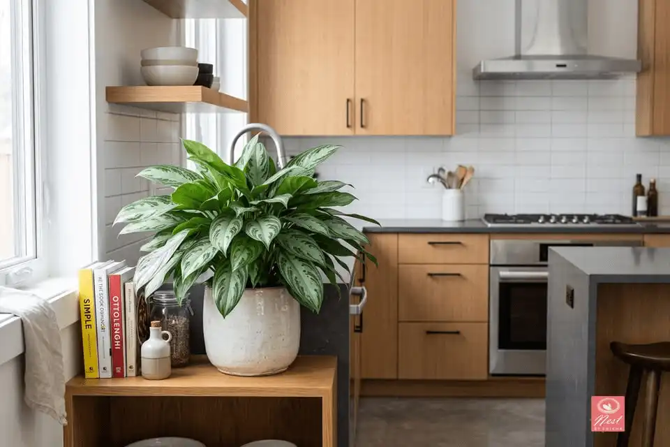 Chinese Evergreen plant with patterned green foliage placed on a kitchen surface with indirect light
