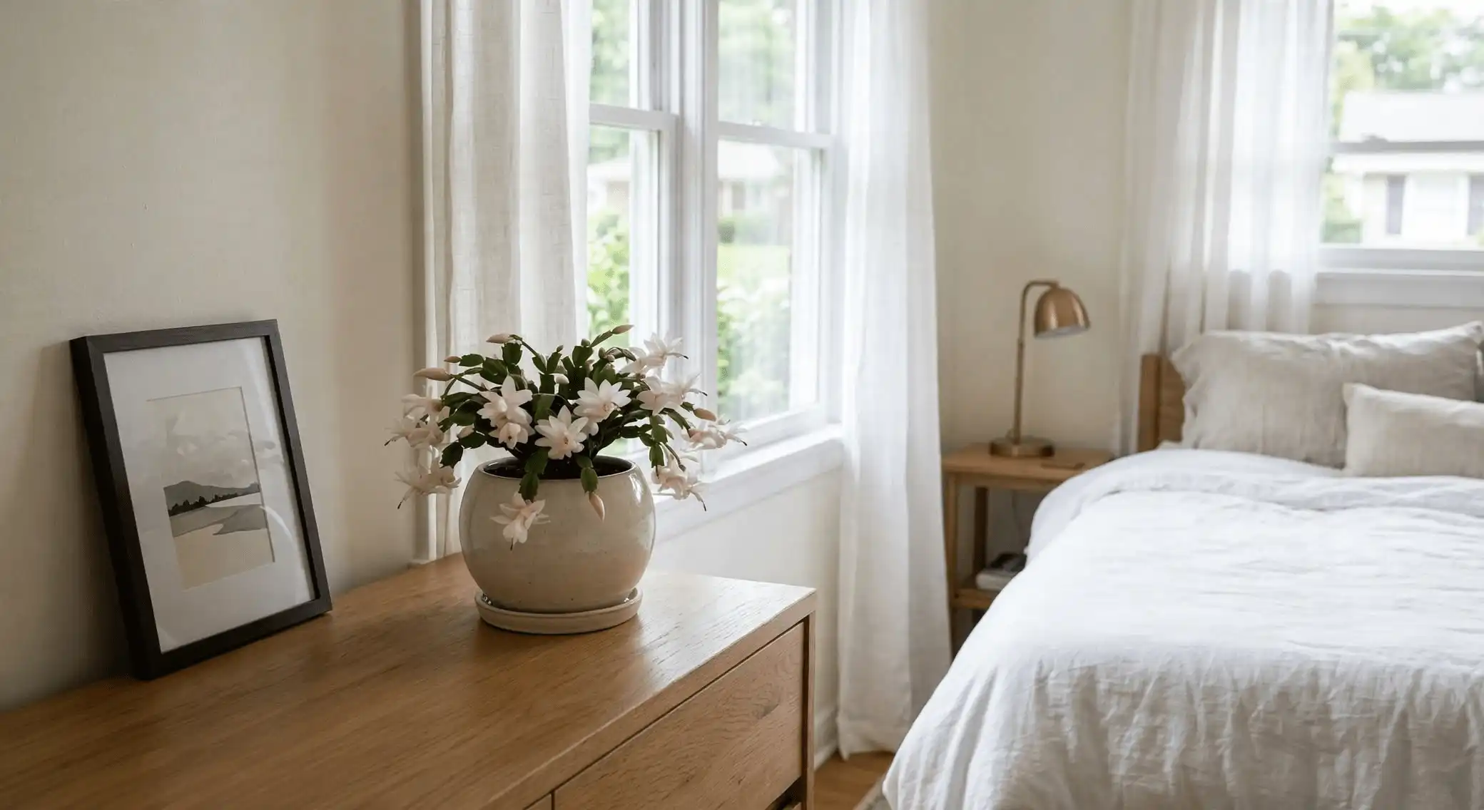 Small Christmas cactus with blush-pink flowers on a bedroom dresser near a window