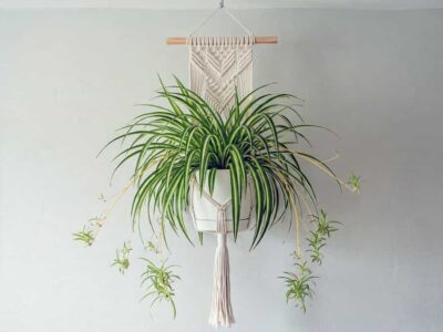 How to Use a Spider Plant as a Hanging Plant